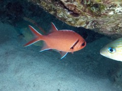 Blackbar Soldierfish (8